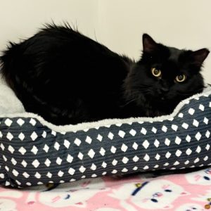 Picture of Olive