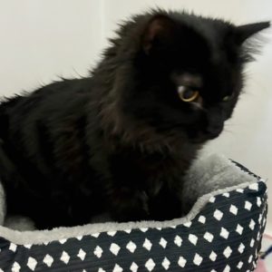 Picture of Olive