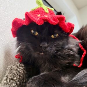 Picture of Olive