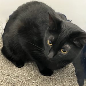 Picture of Purrscilla