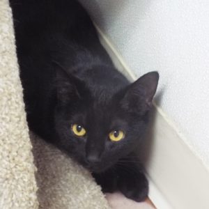 Picture of Purrscilla