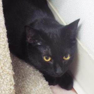 Picture of Purrscilla