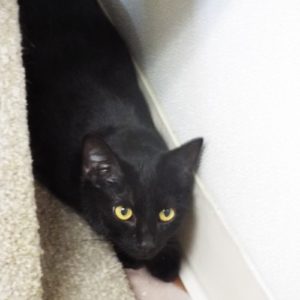 Picture of Purrscilla
