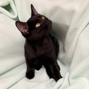Picture of RumChata