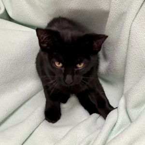 Picture of RumChata
