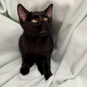 Picture of RumChata