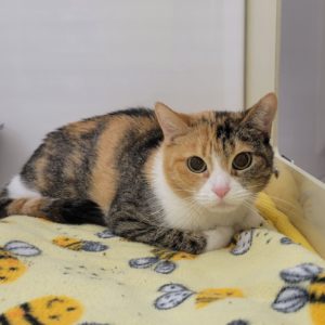 Picture of Salem