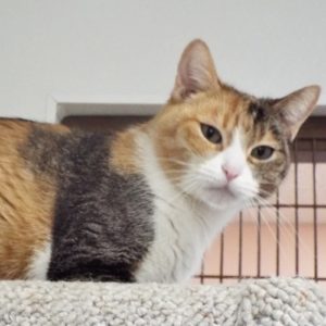 Picture of Salem