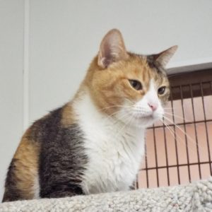Picture of Salem