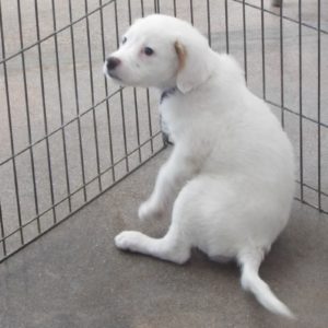 Picture of Snowflake