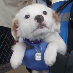Picture of Snowflake