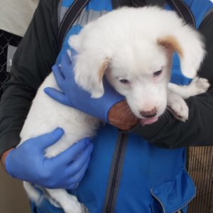 Picture of Snowflake