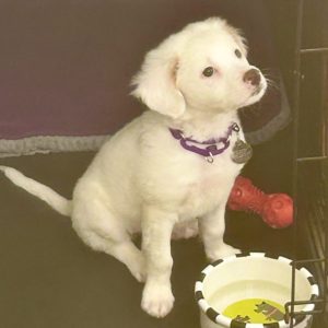 Picture of Snowflake