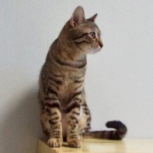 Picture of Tabbico