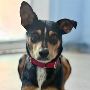 Picture of Whiskey
