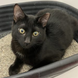 Picture of Binx