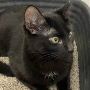 Picture of Binx