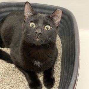 Picture of Binx