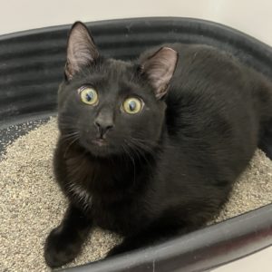 Picture of Binx