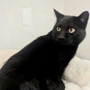 Picture of Blackjack