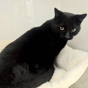 Picture of Blackjack