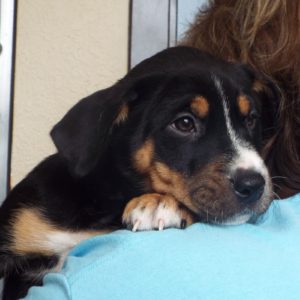 Picture of Blitzen