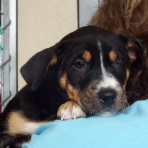 Picture of Blitzen