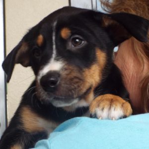 Picture of Blitzen
