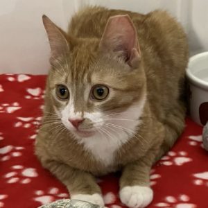 Picture of Boone