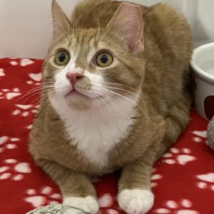 Picture of Boone