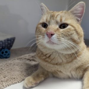 Picture of Boris