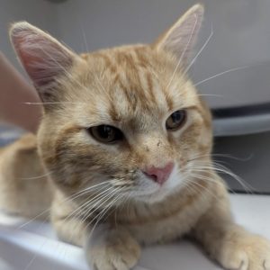 Picture of Boris