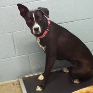 Picture of Cindy