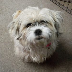 Picture of Coco