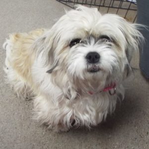 Picture of Coco