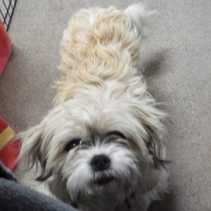 Picture of Coco