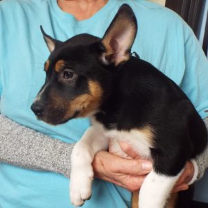 Picture of Comet