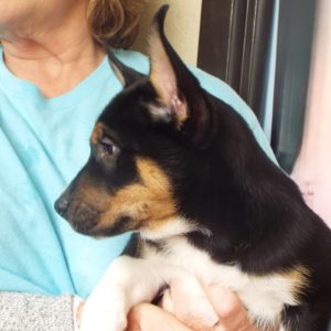 Picture of Comet