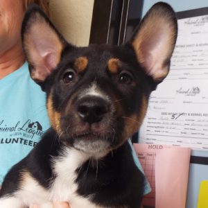 Picture of Comet
