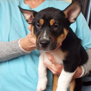 Picture of Comet