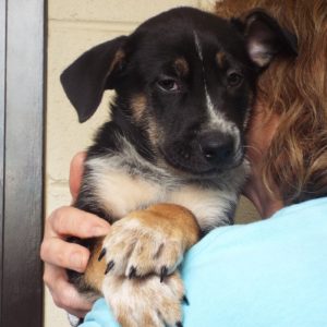 Picture of Dasher