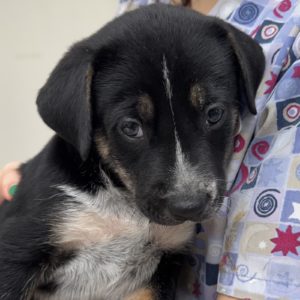 Picture of Dasher