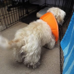 Picture of Gordo