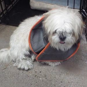 Picture of Gordo