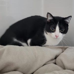 Picture of Luna