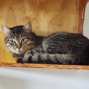 Picture of Max