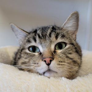 Picture of Max