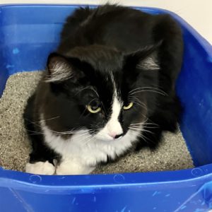 Picture of Mittens