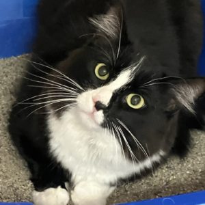 Picture of Mittens