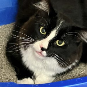 Picture of Mittens